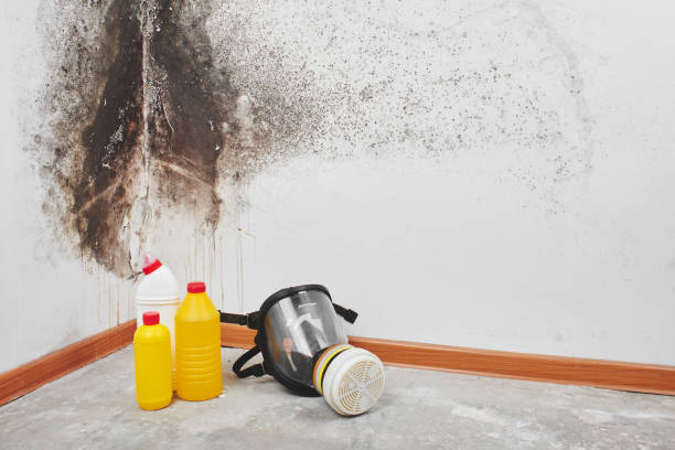 Best Toxic Mold Removal  in Rosedale, MD