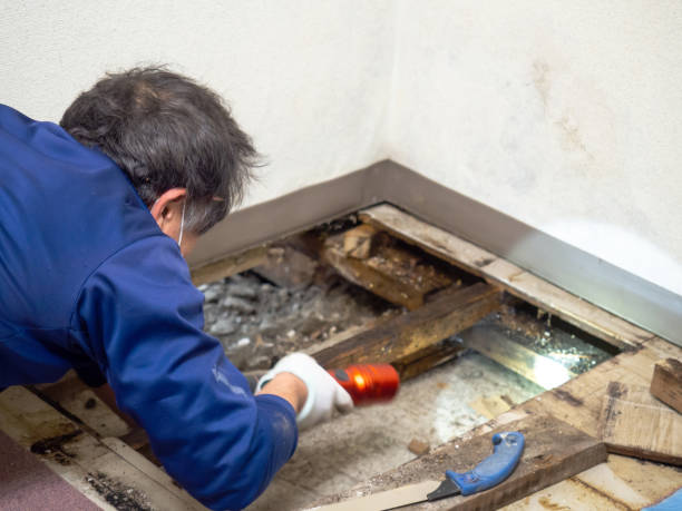Best Certified Mold Removal  in Rosedale, MD
