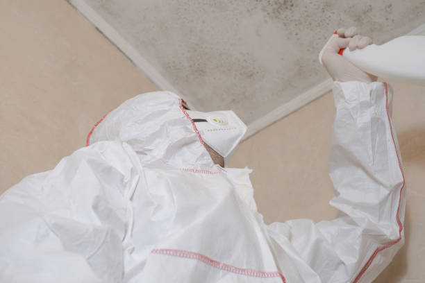 Certified Mold Removal in Rosedale, MD