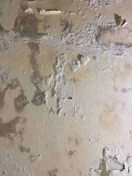 Best Commercial Mold Removal  in Rosedale, MD