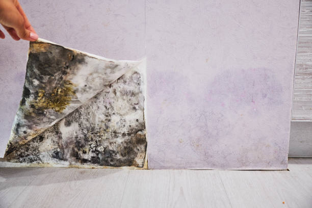Best Professional Mold Removal  in Rosedale, MD